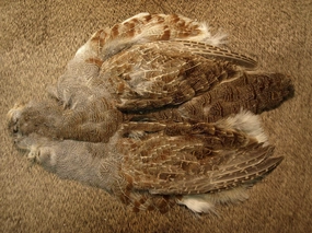 Select Hungarian Partridge Skin Natural