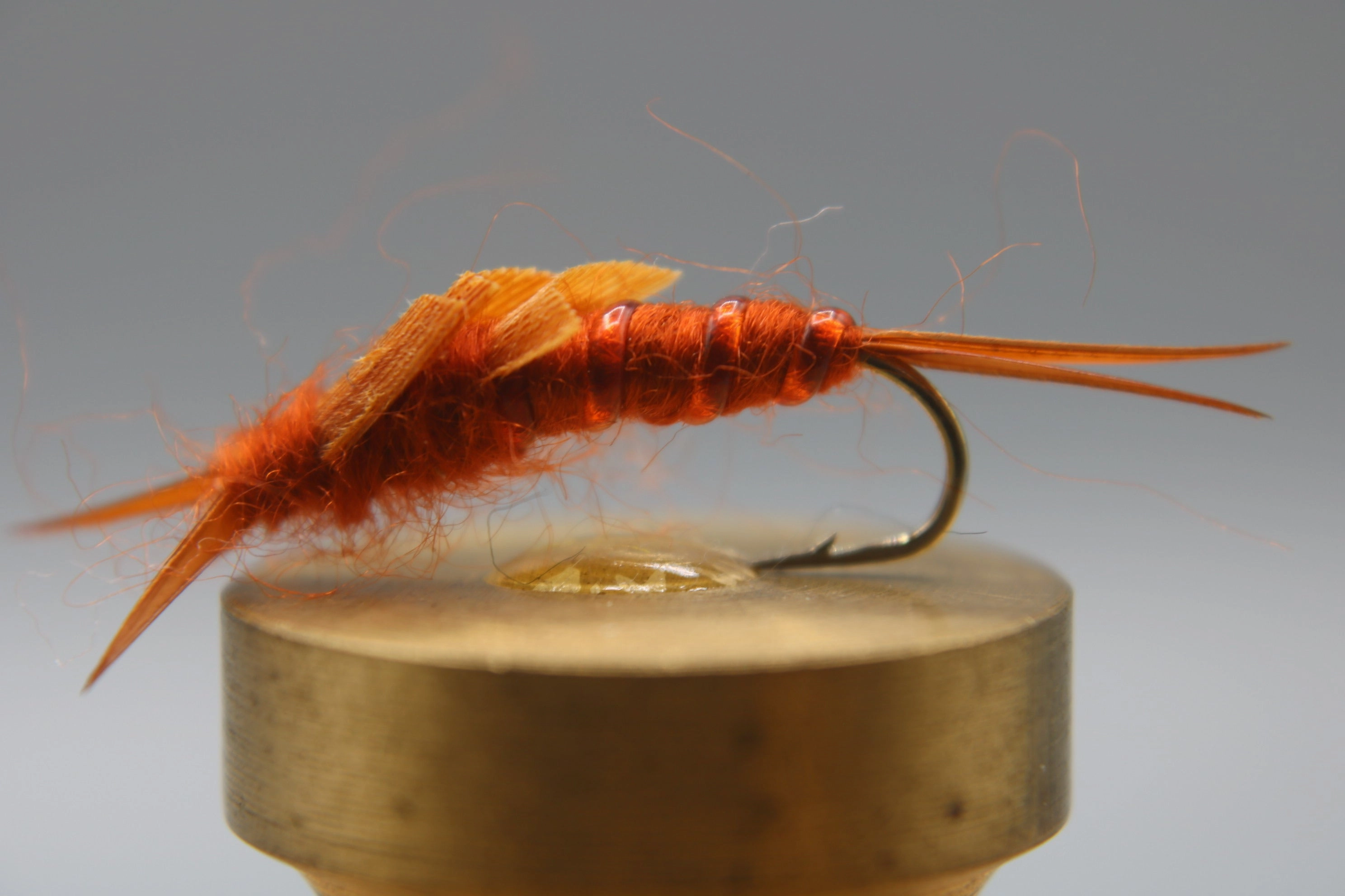 Stonefly Nymph