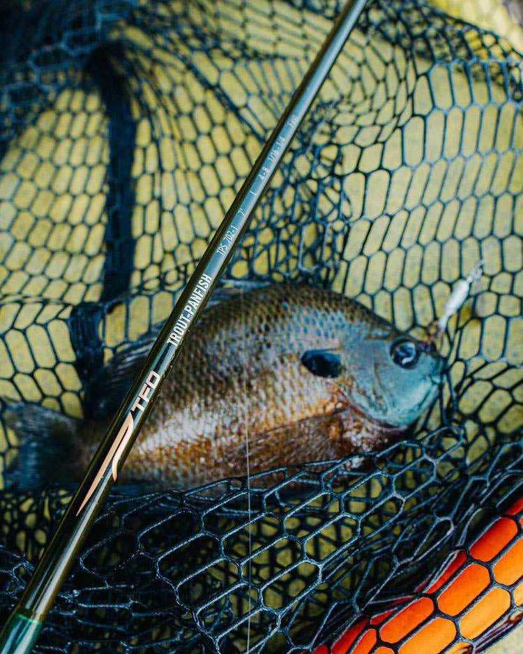 Temple Fork Outfitters Trout-Panfish Spinning Rods