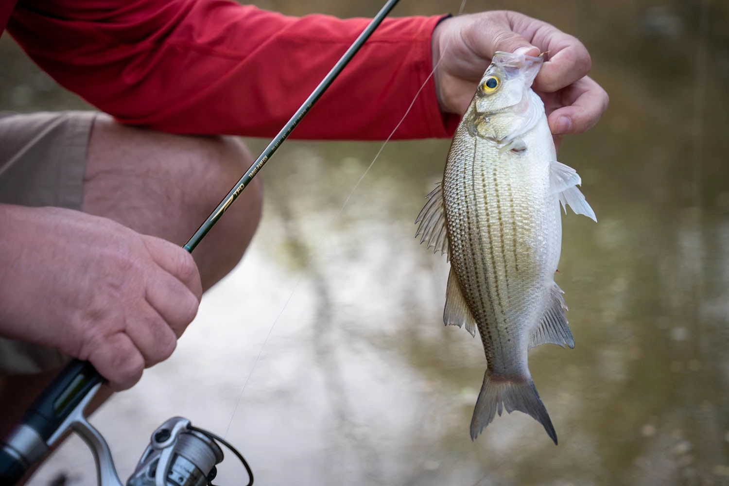 Temple Fork Outfitters Trout-Panfish Spinning Rods