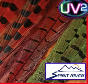 UV2 Ringneck Pheasant Tail
