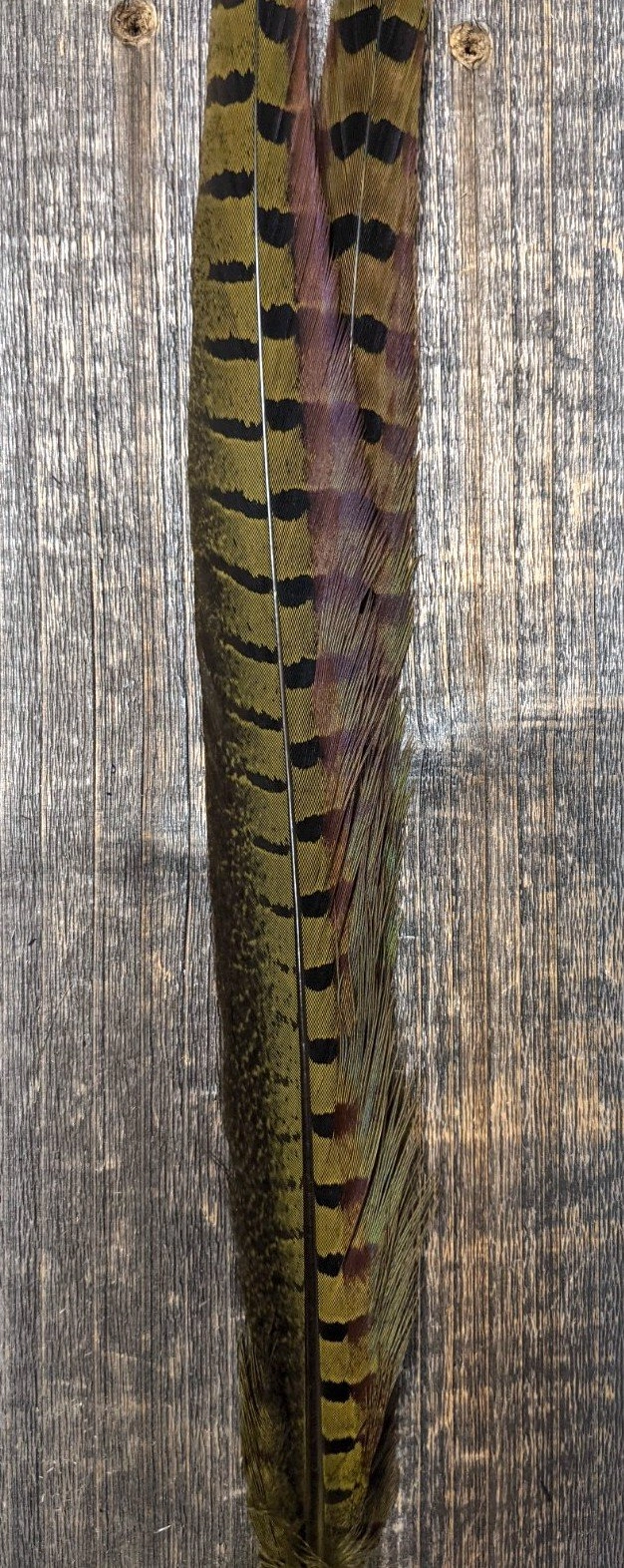 UV2 Ringneck Pheasant Tail