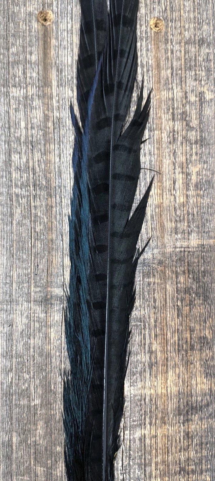 UV2 Ringneck Pheasant Tail