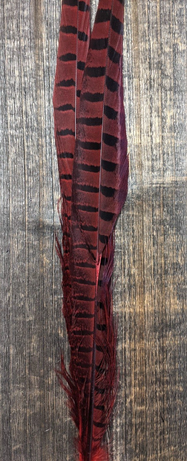 UV2 Ringneck Pheasant Tail
