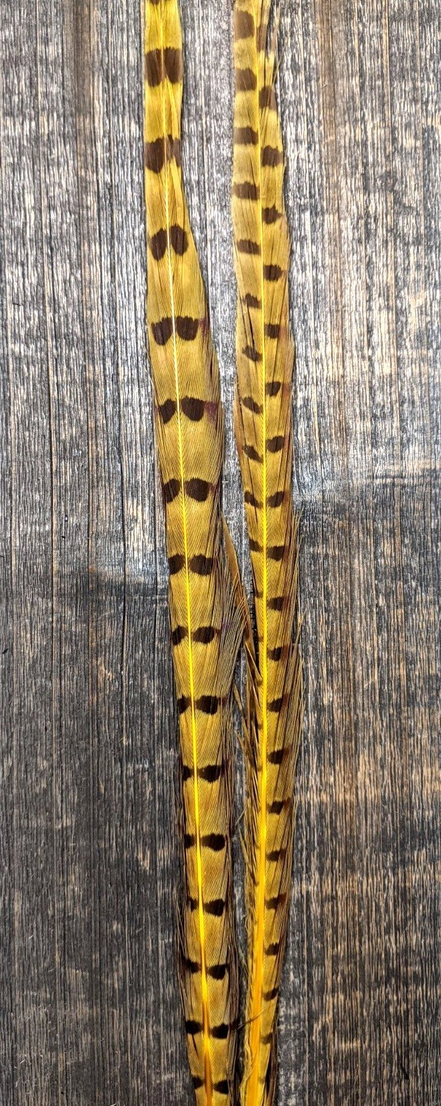 UV2 Ringneck Pheasant Tail