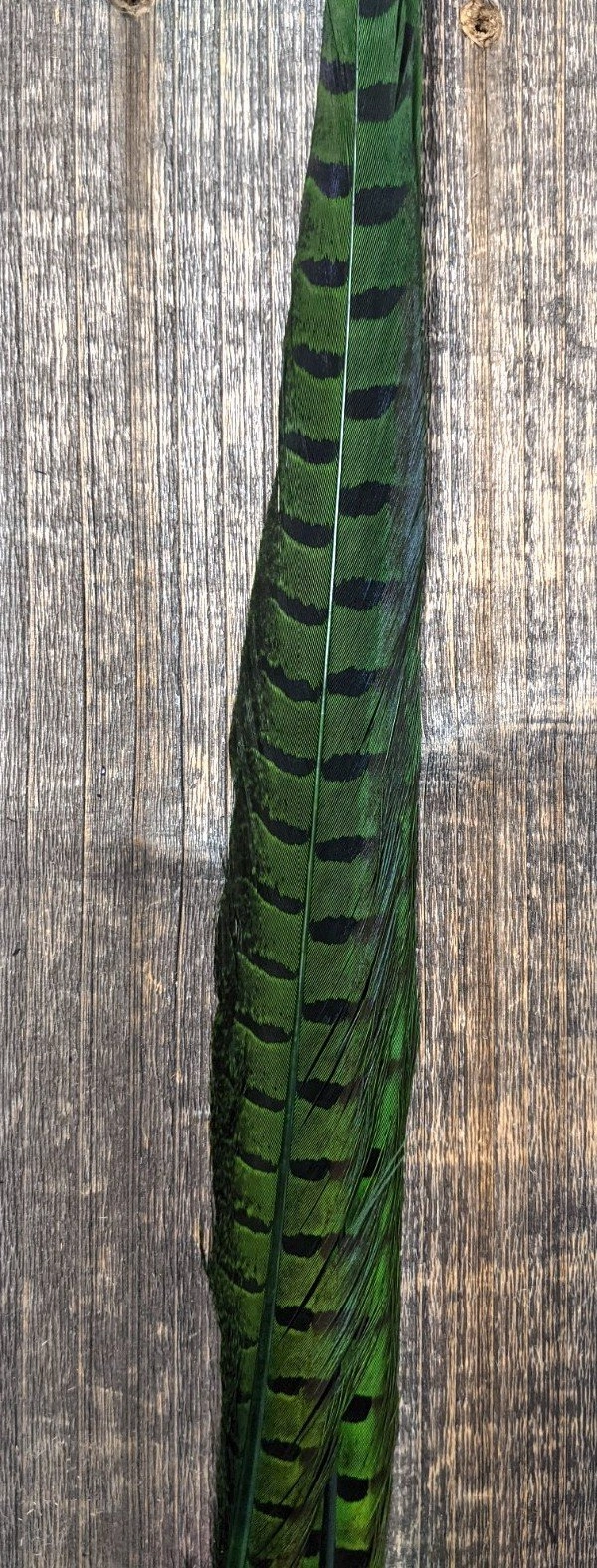 UV2 Ringneck Pheasant Tail