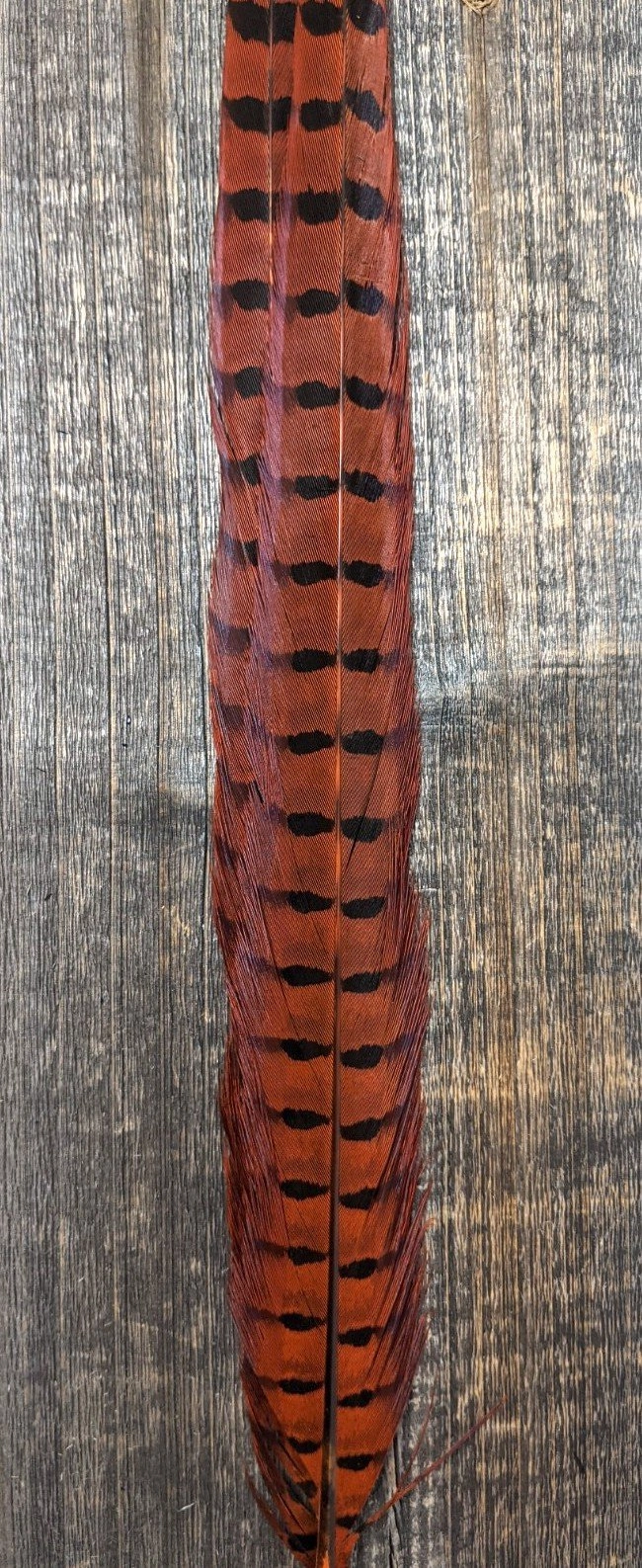 UV2 Ringneck Pheasant Tail
