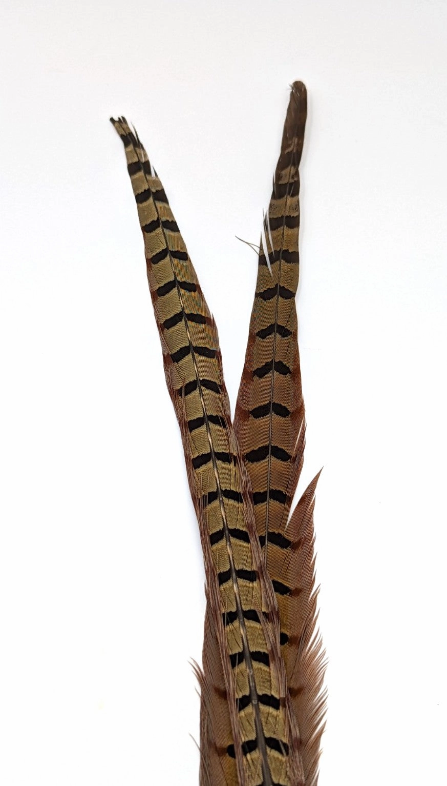 UV2 Ringneck Pheasant Tail