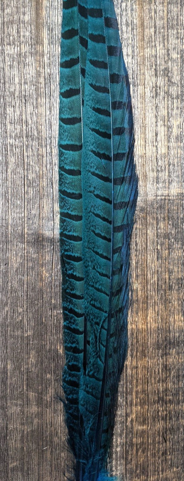 UV2 Ringneck Pheasant Tail