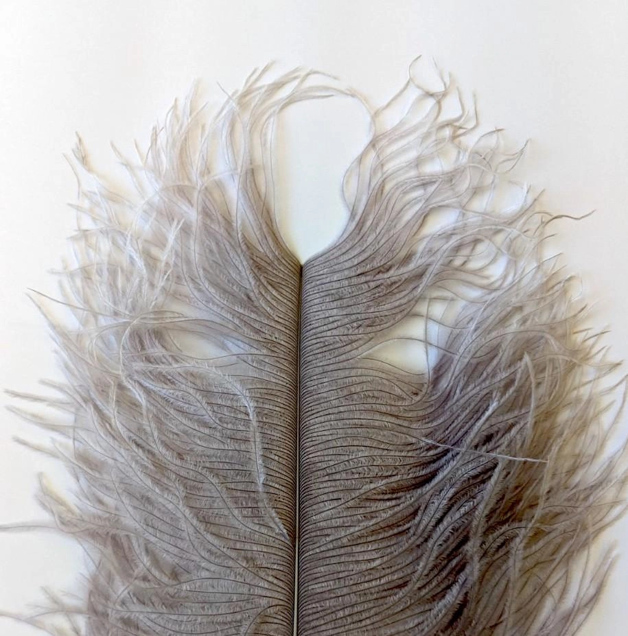Wapsi Ostrich Plumes