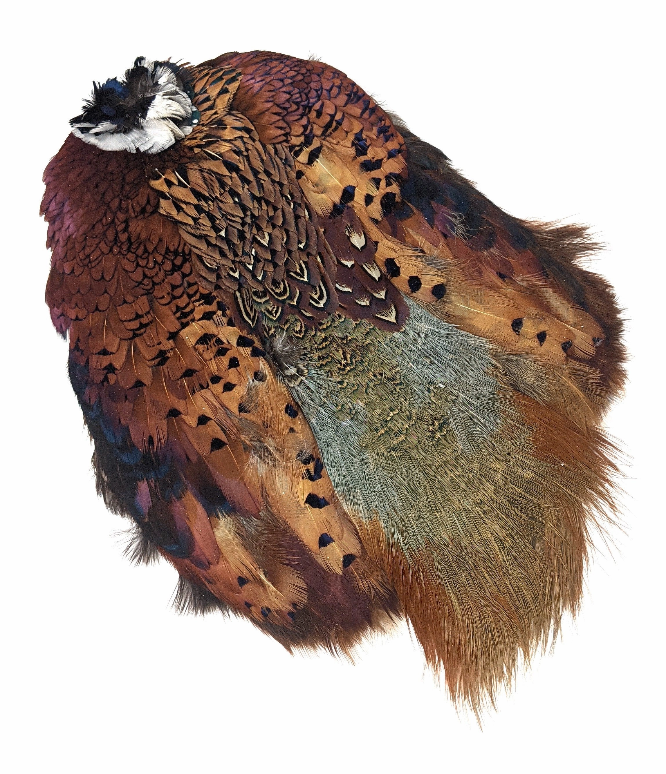 Wapsi Ringneck Pheasant Skin Natural