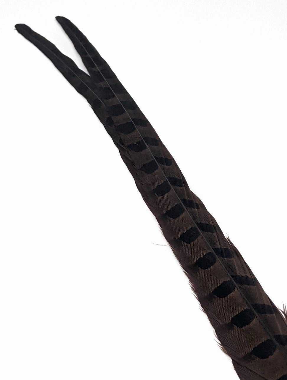 Wapsi Ringneck Pheasant Tail Feathers - 1 pair