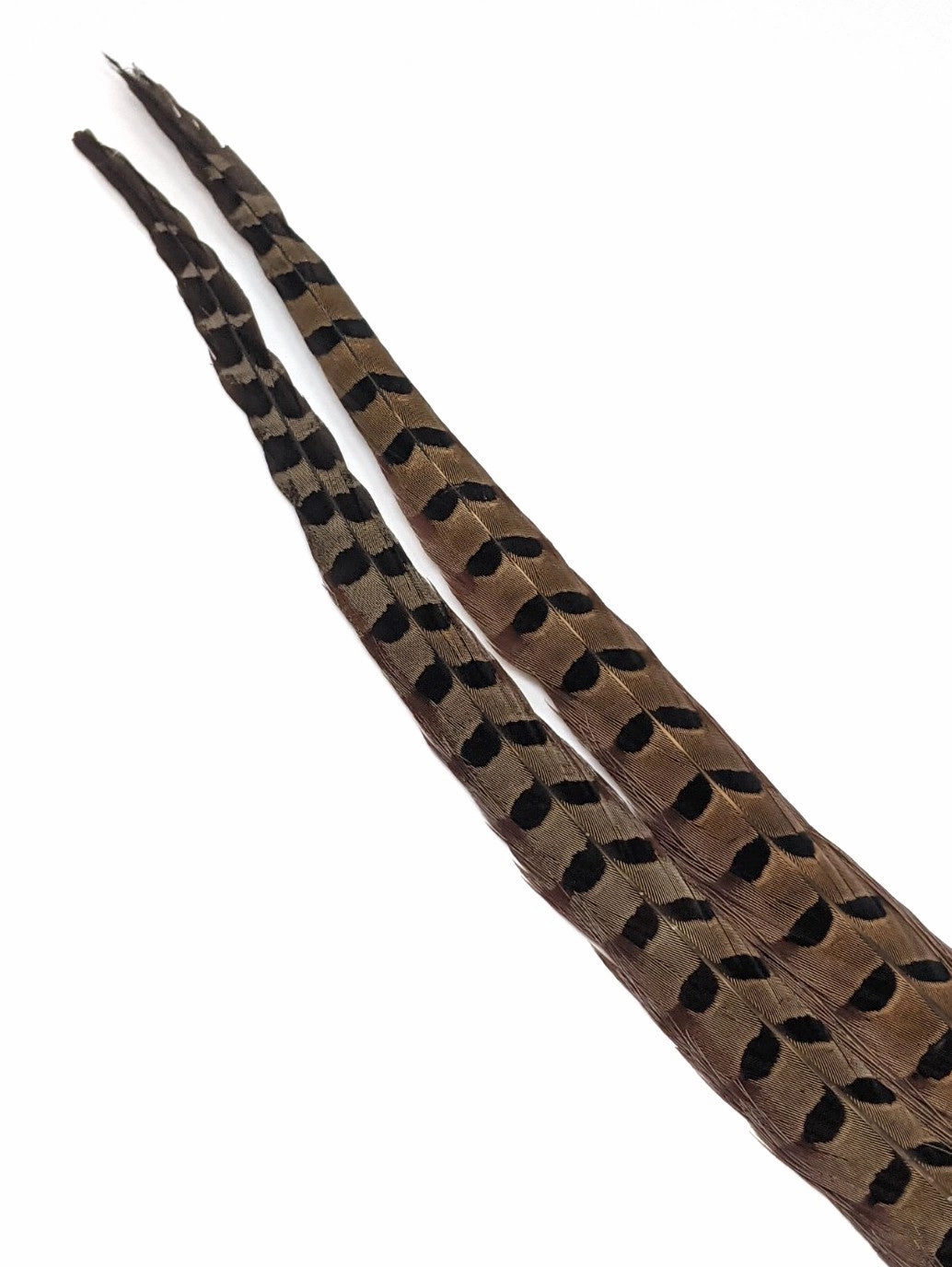 Wapsi Ringneck Pheasant Tail Feathers - 1 pair