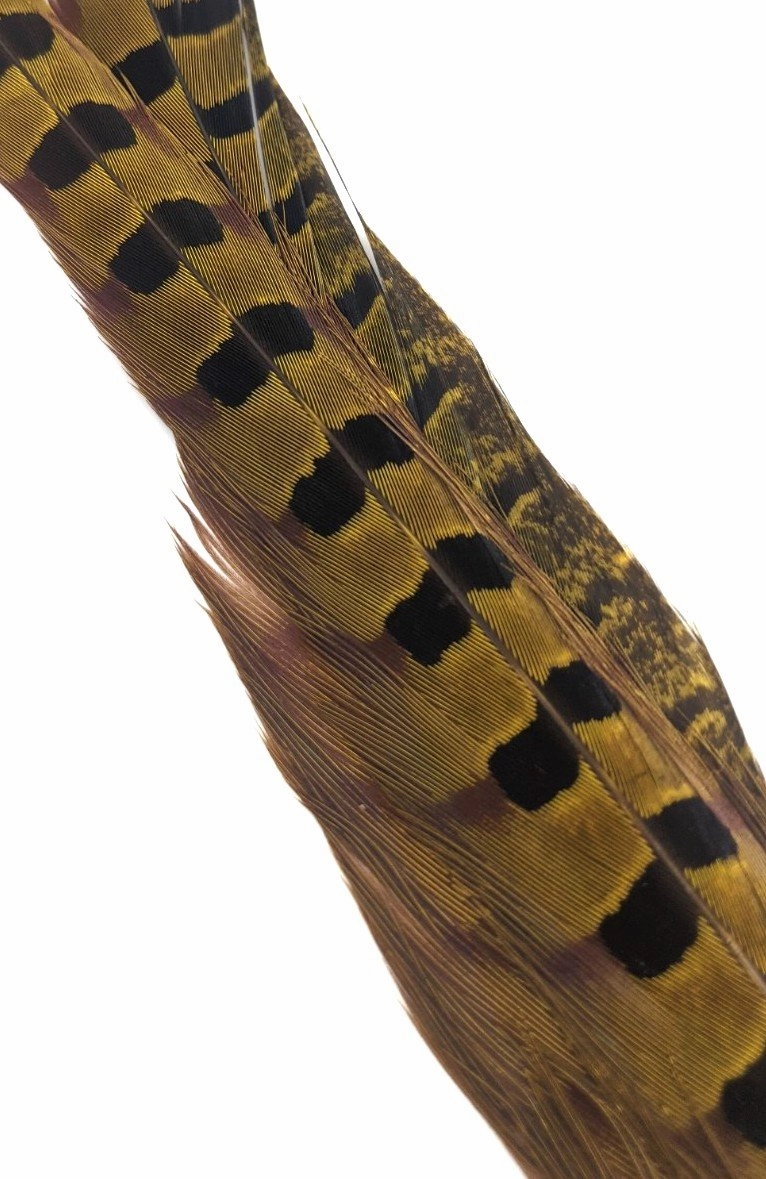 Wapsi Ringneck Pheasant Tail Feathers - 1 pair