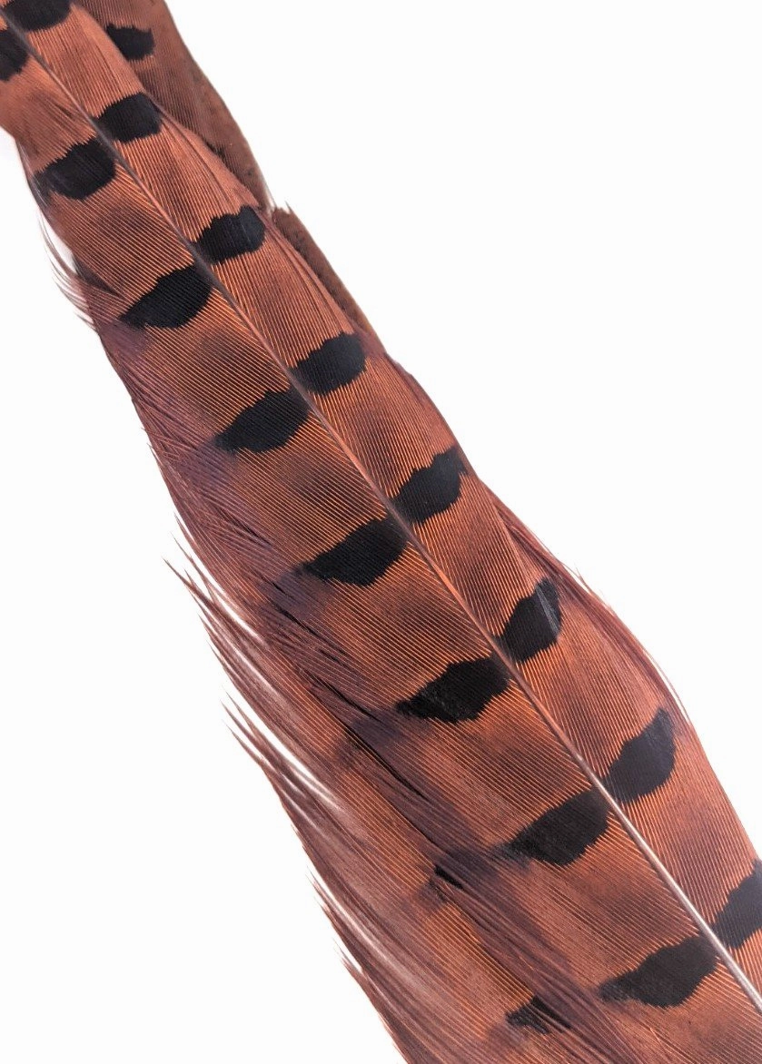 Wapsi Ringneck Pheasant Tail Feathers - 1 pair