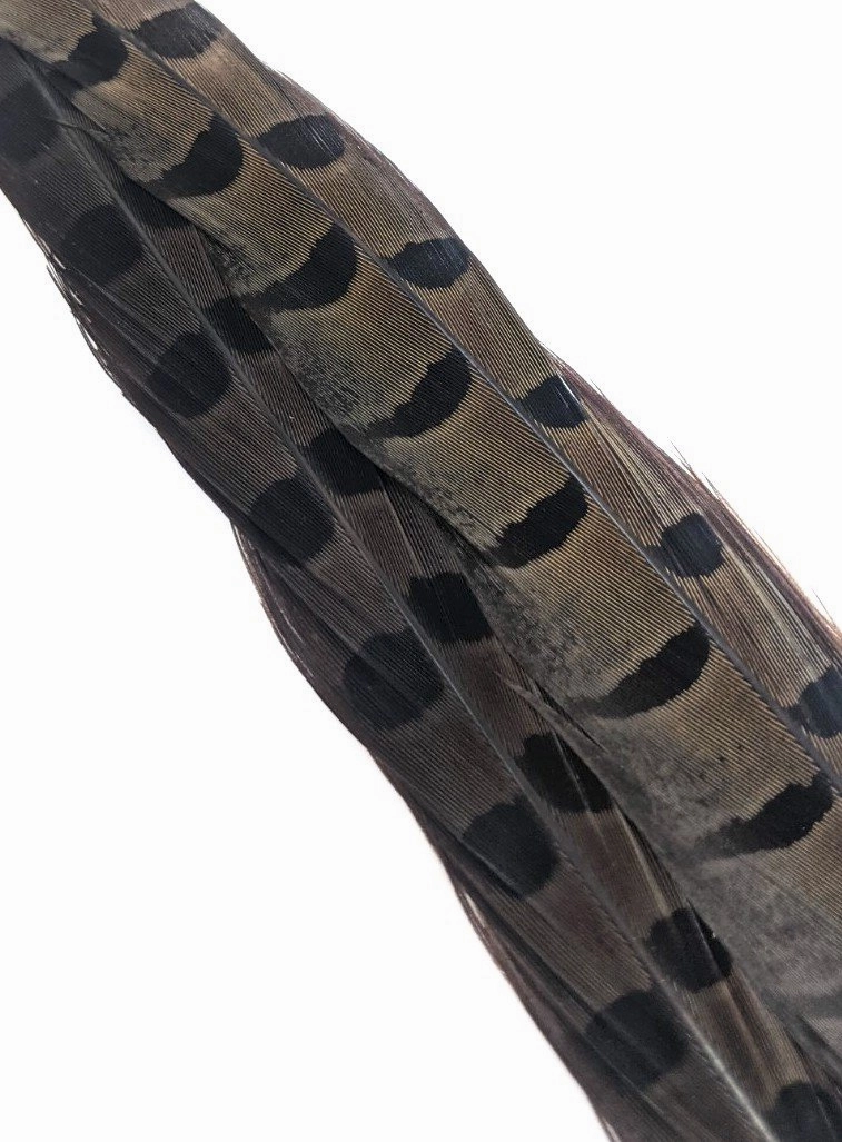 Wapsi Ringneck Pheasant Tail Feathers - 1 pair