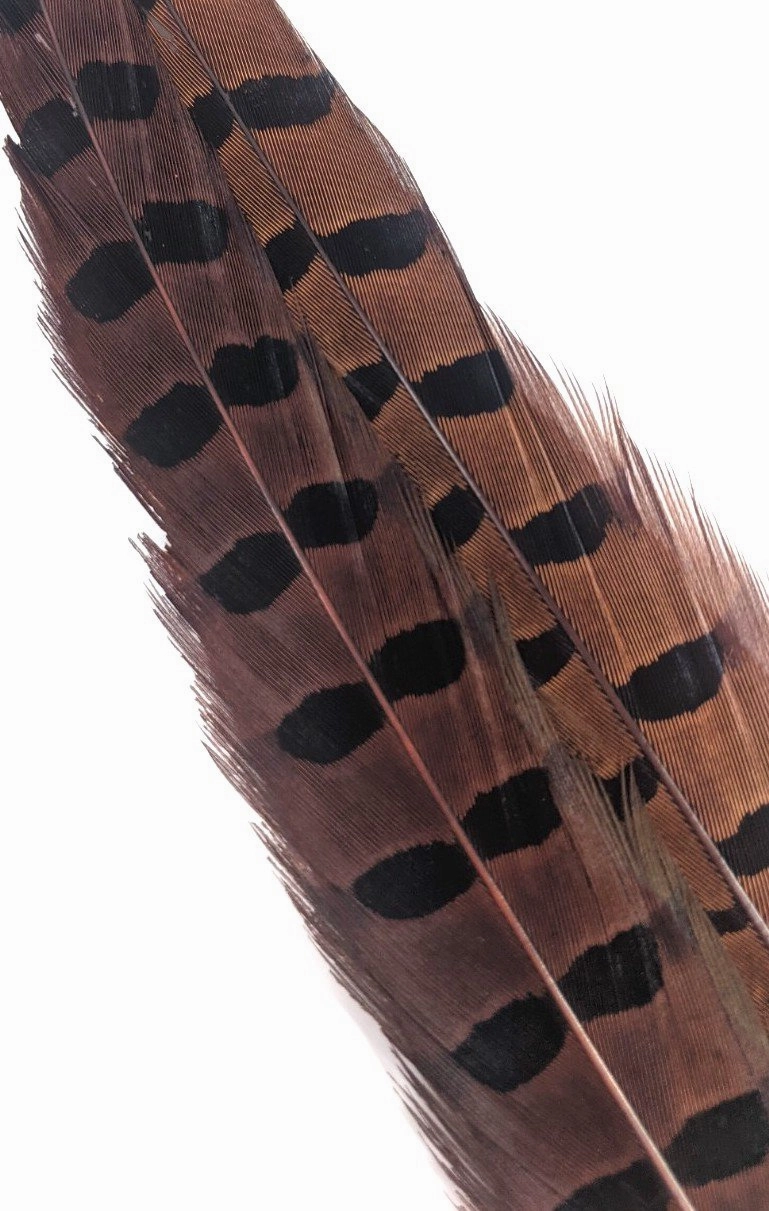 Wapsi Ringneck Pheasant Tail Feathers - 1 pair