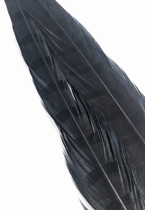 Wapsi Ringneck Pheasant Tail Feathers - 1 pair