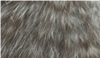 Whiting Bird Fur