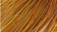 Whiting Hebert Miner Saddle Hackle Bronze Grade