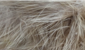 Whiting Mini Bird Fur