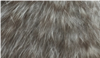 Whiting Mini Bird Fur