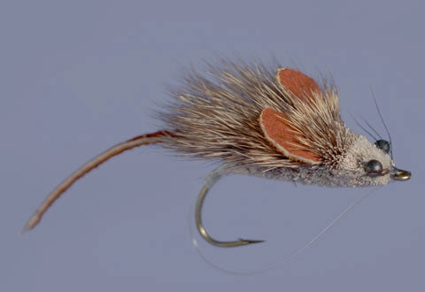 Whitlock's MouseRat - Natural